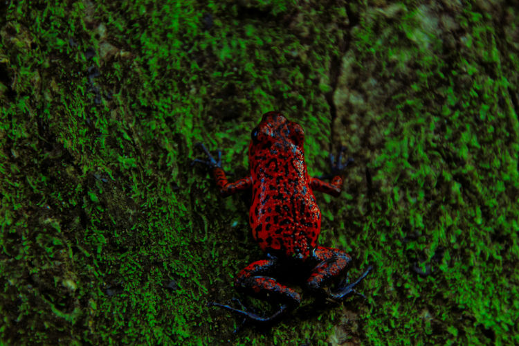 Poison dart frog in the moss of a tree