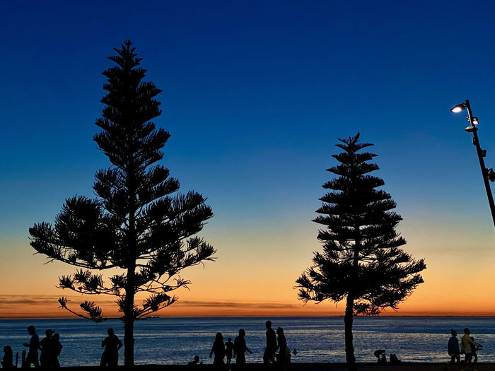 Silhouette tree by sea against clear sky during sunset