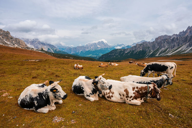Cows on a pasture in the dolomites, 