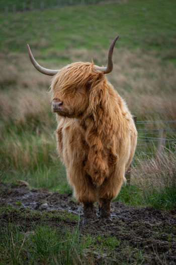 Highland cattle at isle of skye - scotland
