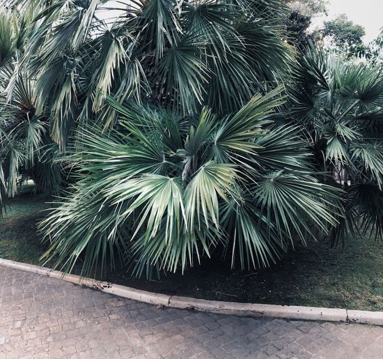 High angle view of palm trees