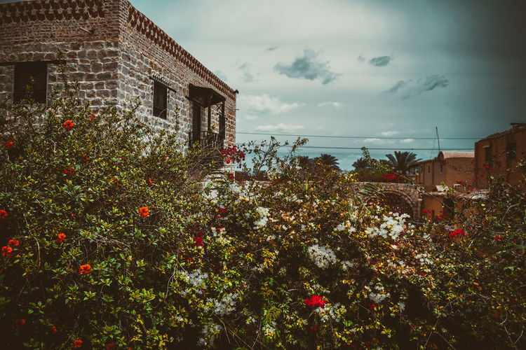 Plants growing outside house against sky