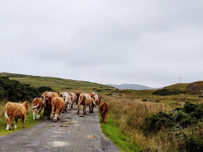 Herd of cows walking down the road