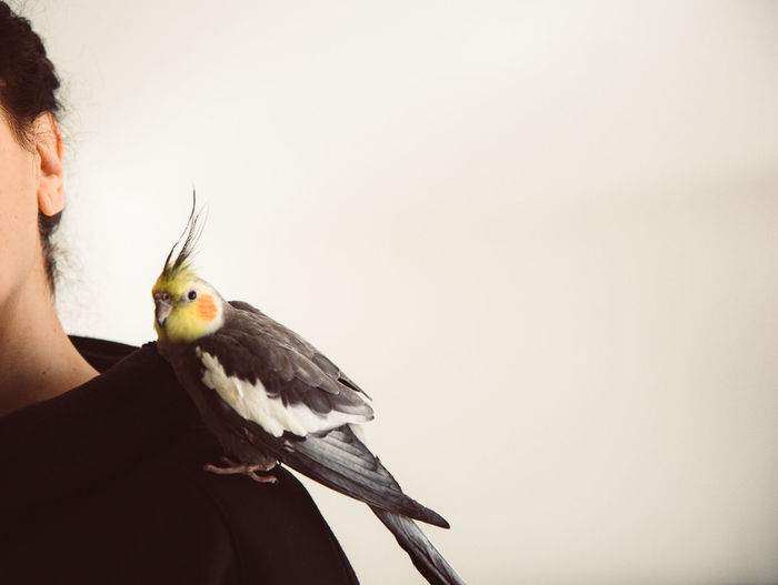 Portrait of bird perching on hand