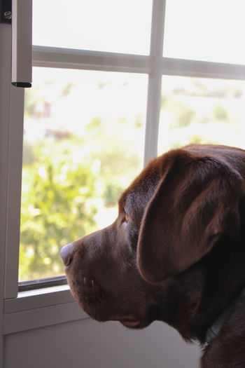 Dog looking through window at home