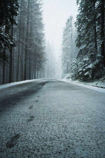 Surface level of road along trees during winter