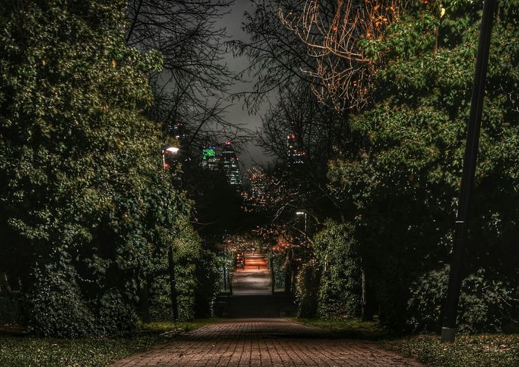 Footpath amidst trees in park at night
