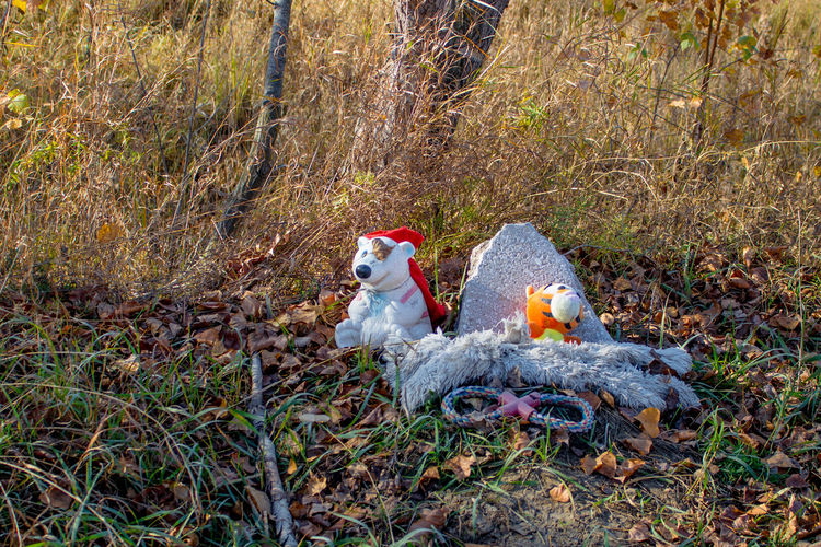 View of stuffed toy on field in forest