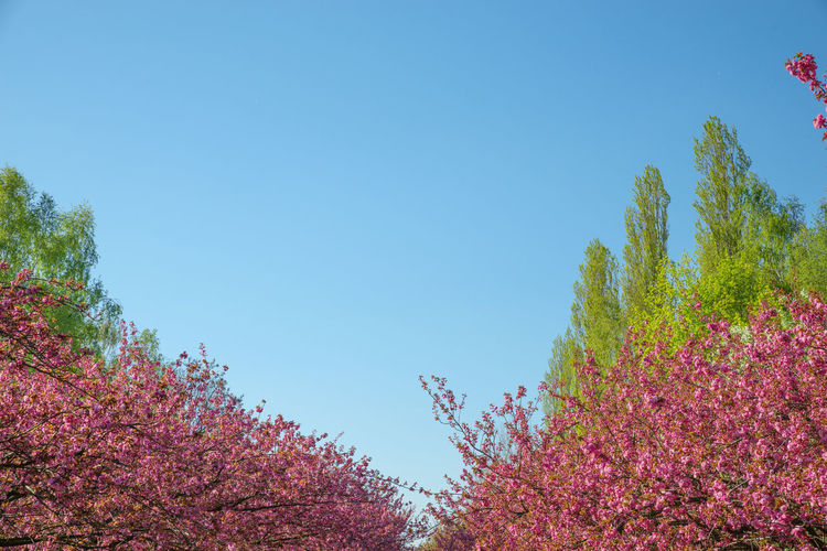 Low angle view of pink flowering plants against clear blue sky