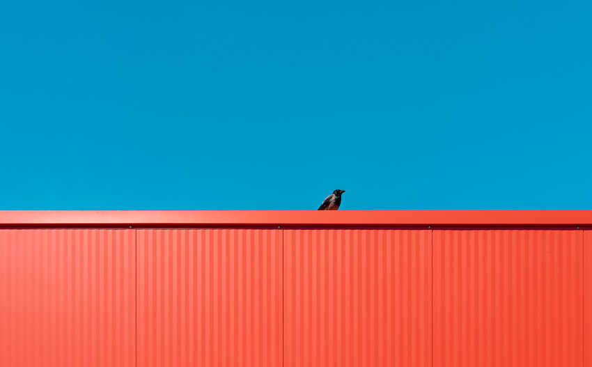 BIRD PERCHING ON A WALL AGAINST CLEAR SKY
