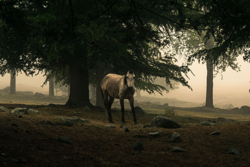 Horse standing in a field