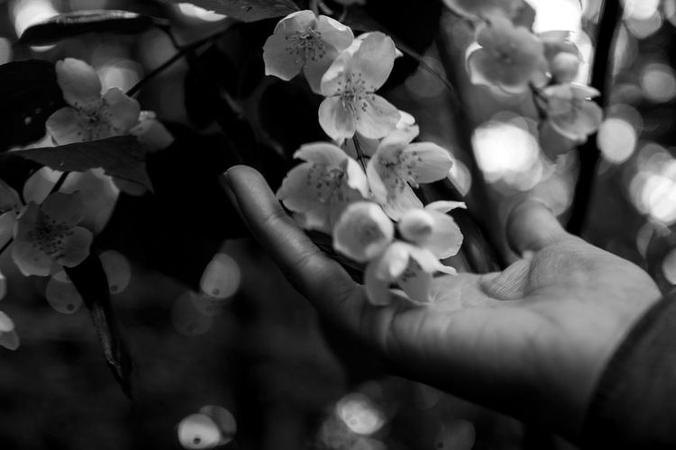 Close-up of flowers