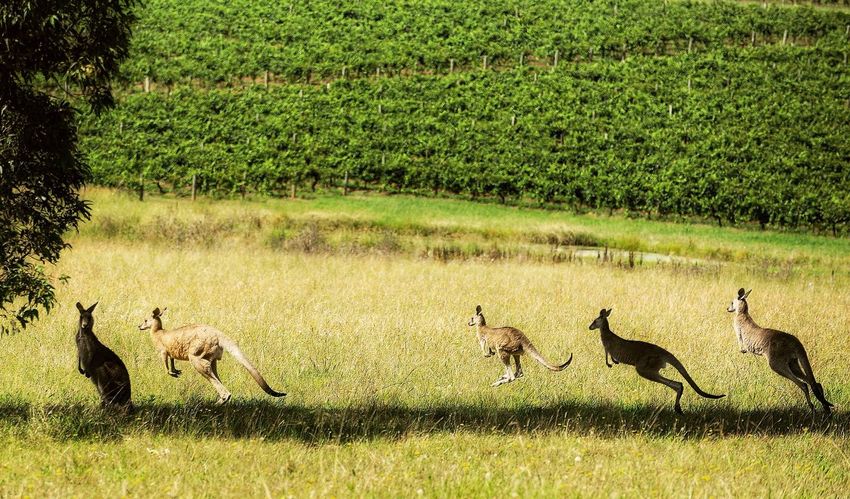 Kangaroos Jumping