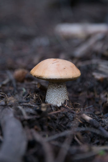 Close-up of mushroom growing on field