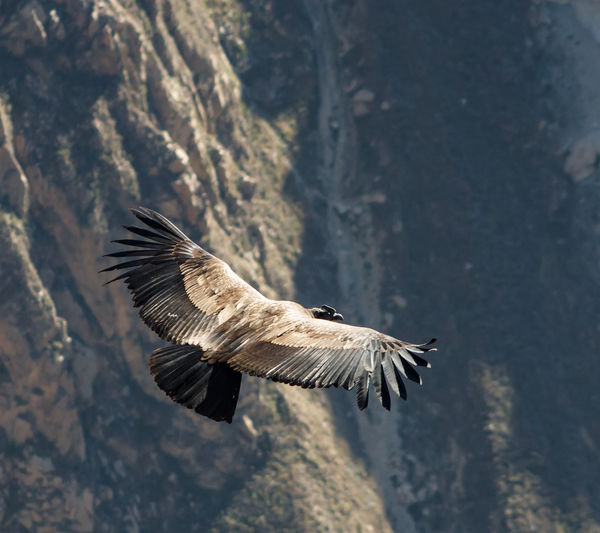 Bird flying over a mountain