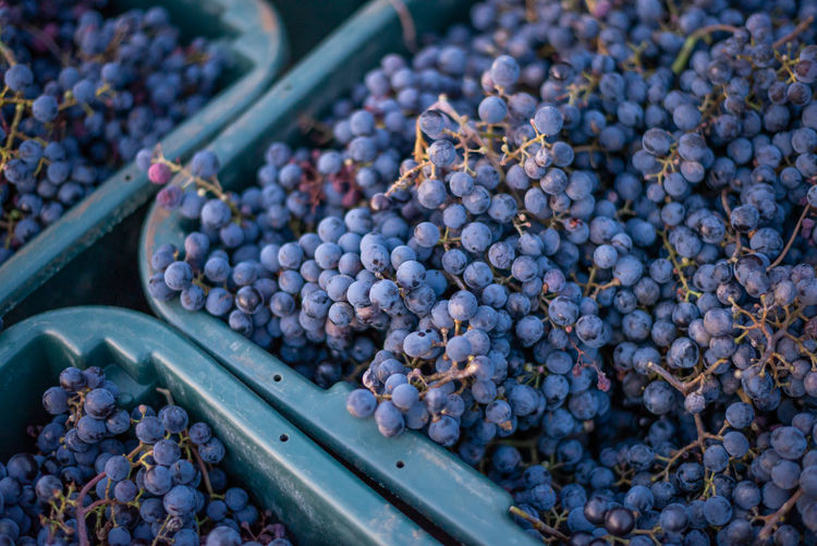 Blue vine grapes. grapes for making red wine in the harvesting crate.