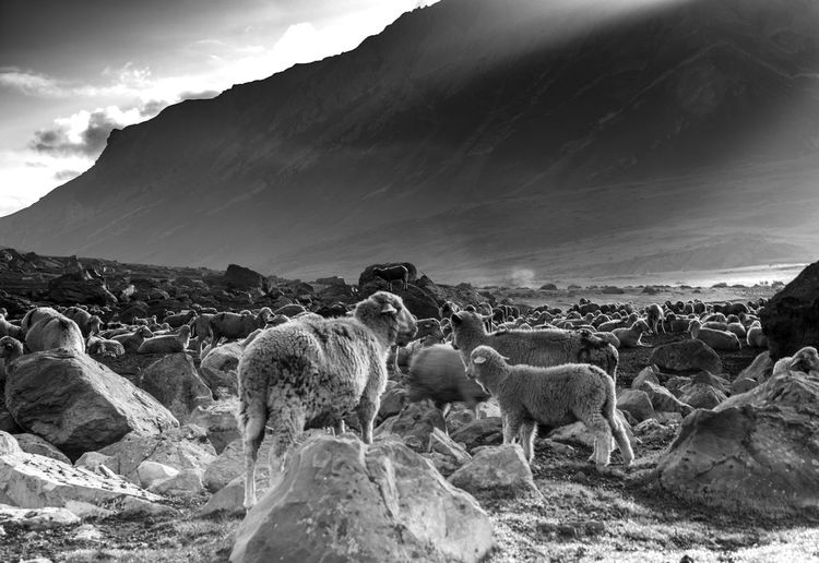 Herd of sheep on field