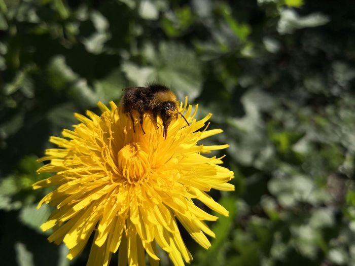 Close-up of bee pollinating on flower