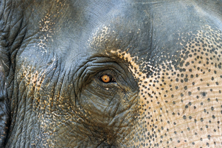 Close-up eye of elephant.