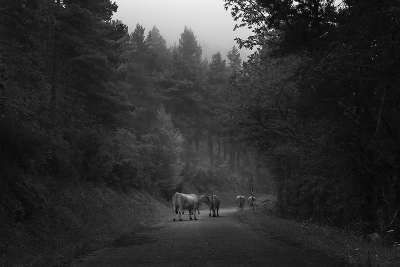 Rear view of cattle walking on road amidst trees