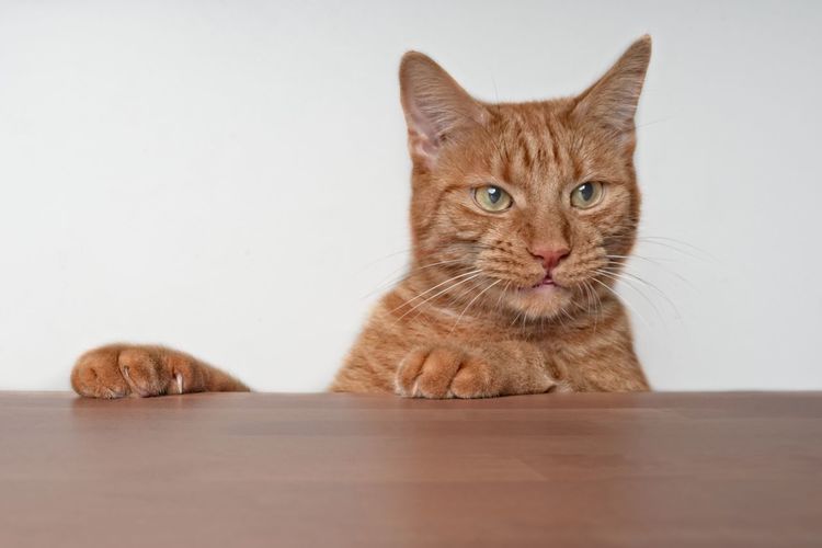 Cat looking away by wooden table against white background