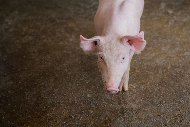 Small pigs at the farm,swine in the stall. group of piglets a farm yard at thailand meat industry.