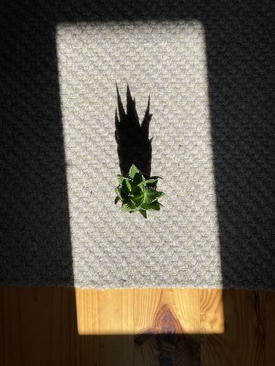 High angle view of potted plant on floor
