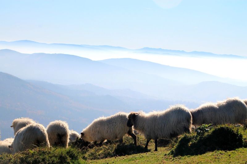 Sheep on green mountain