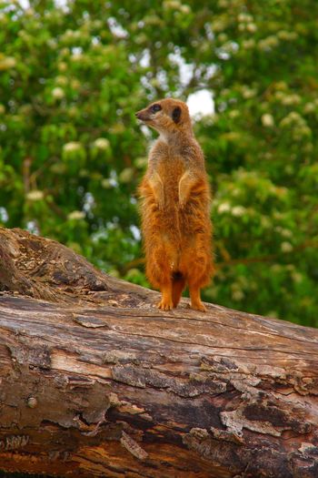 Squirrel standing on log