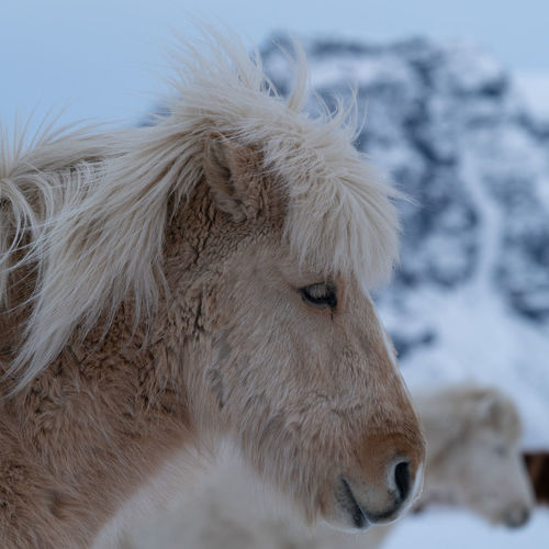 Close-up of icelandic horses