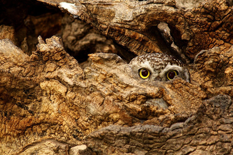 Spotted owl hiding in tree trunk