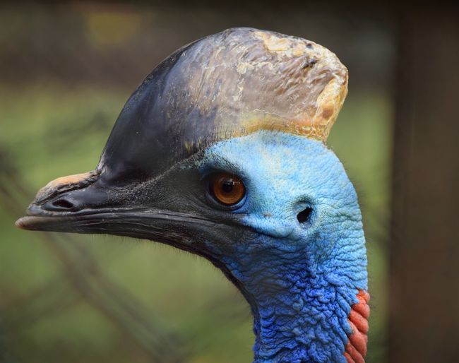 Close-up of a double wattled cassowary bird with a fantastic array of contrasting colours