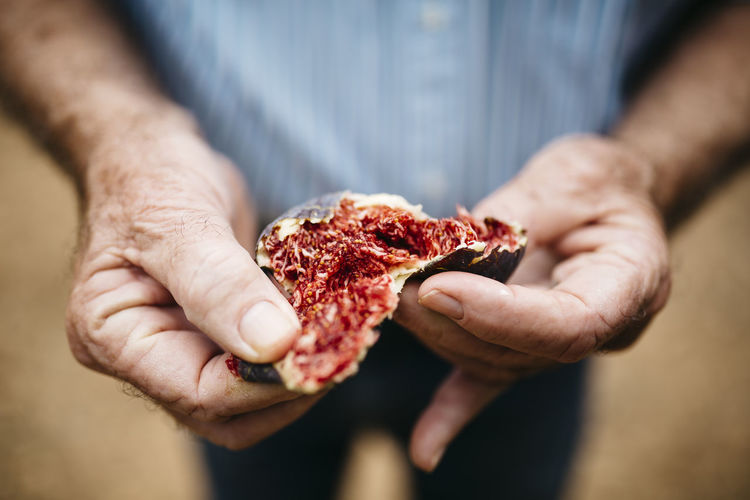Hands of senior man holding fresh fig