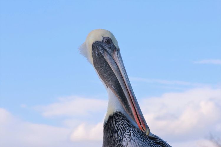 Low angle view of a bird against sky