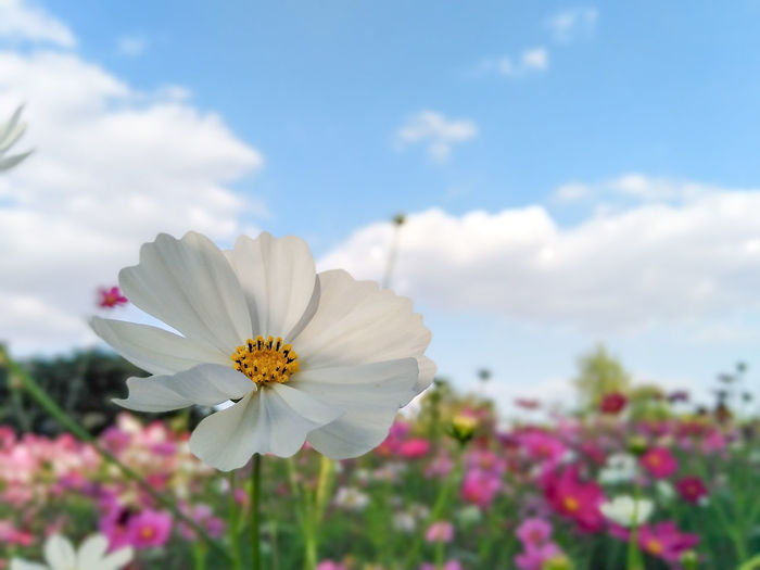 Close-up of white cosmos flower against sky