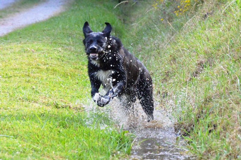 Black dog in water