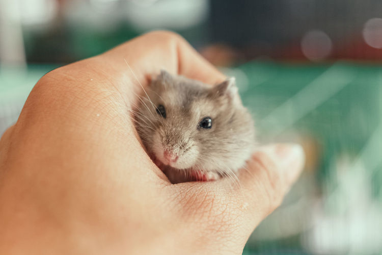 Cropped image of hand holding hamster