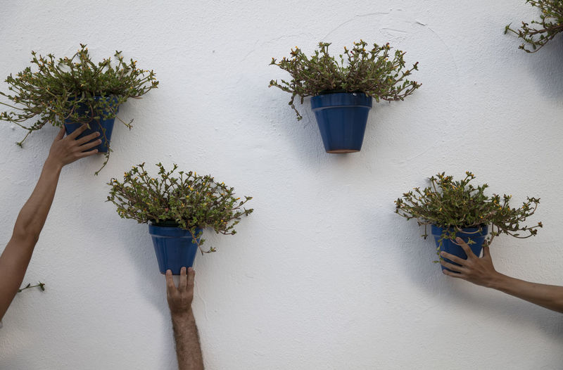 Hands touching blue potted plants on white wall