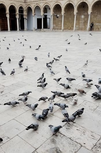 High angle view of pigeons flying
