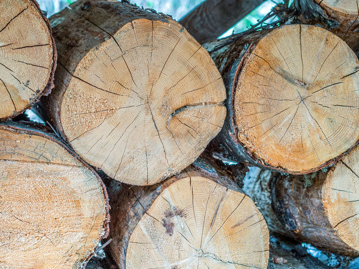 timber