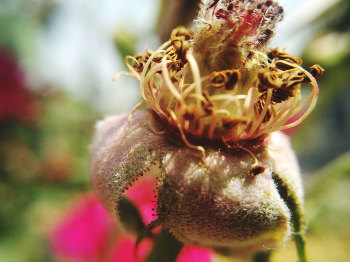 Close-up of red rose flower