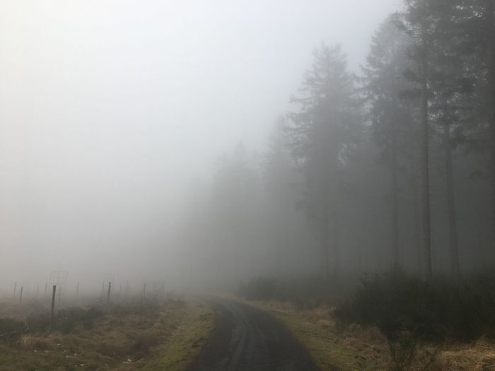 Road amidst trees against sky during foggy weather