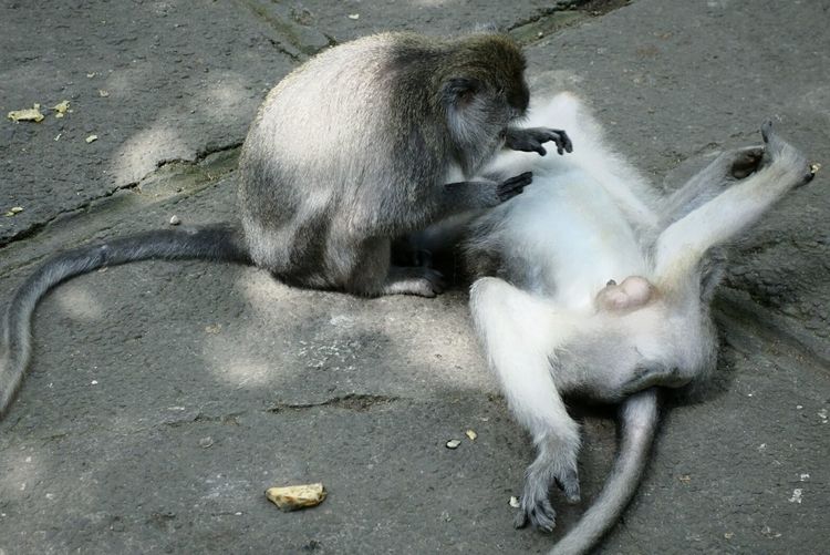 High angle view of monkeys resting on footpath