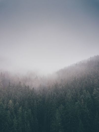 Trees in forest during foggy weather
