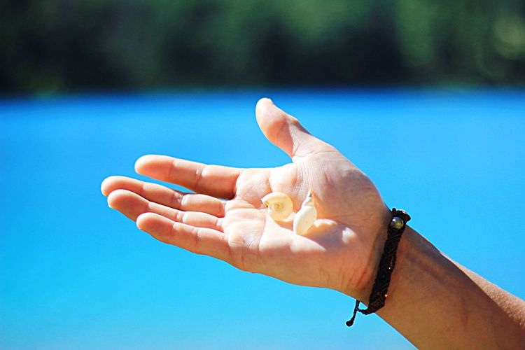 Cropped hand holding seashell over sea