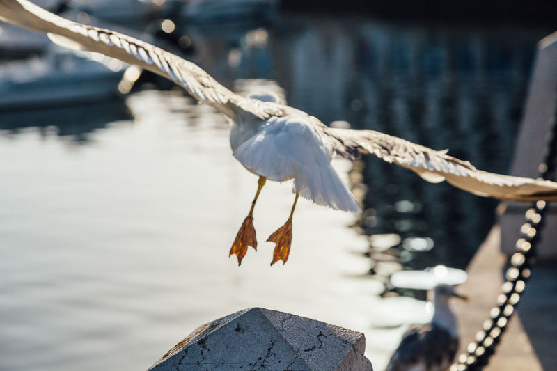 Close-up of seagull on rope