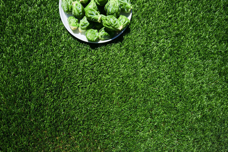 Directly above shot of brussels sprouts on grassy field