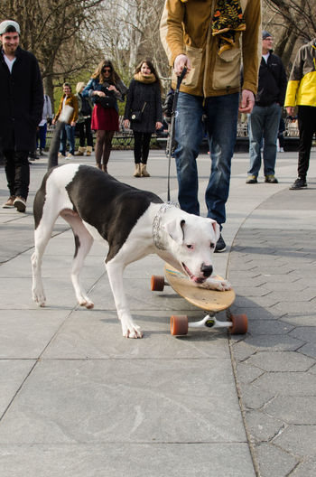 American bulldog with skateboard on footpath against people