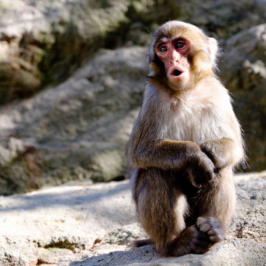 Full length portrait of monkey sitting on rock