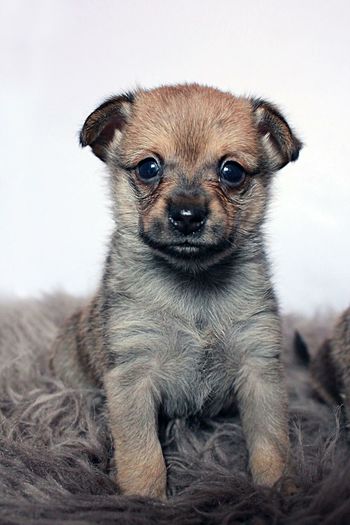 Portrait of puppy pineranian 